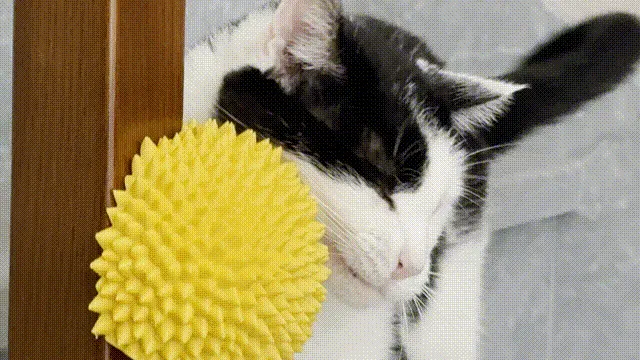 榴莲猫咪挠痒神器